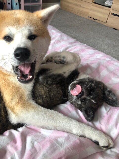 Pitter patter of tiny paws again!